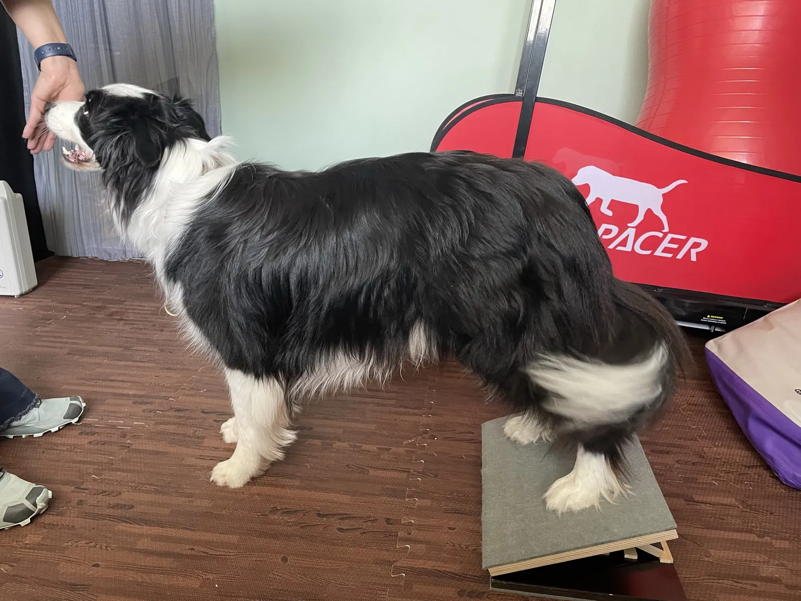 Einblick in die Hundetherapie bei Motus Sana