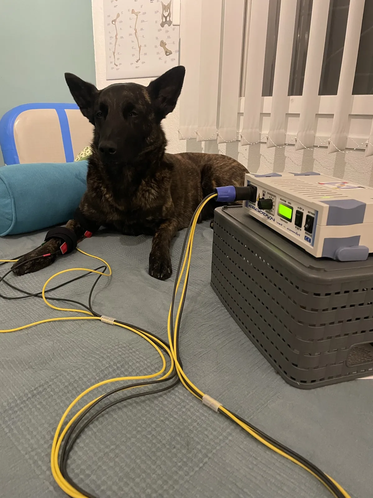 Elektrotherapie, Laser und Ultraschall bei Motus Sana