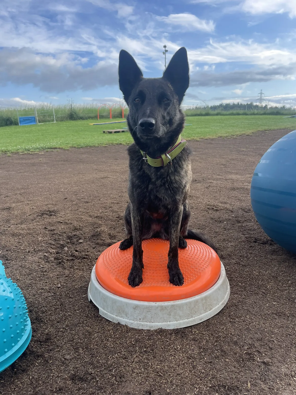 Einblick in die Hundetherapie bei Motus Sana