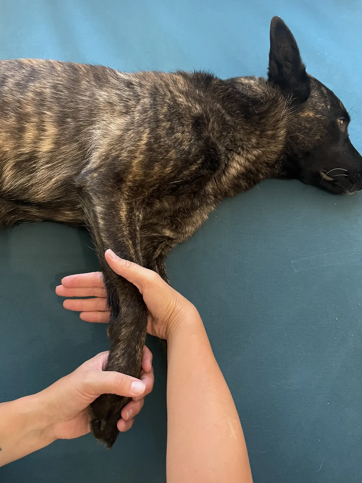 Manuelle Lymphdrainage bei Motus Sana