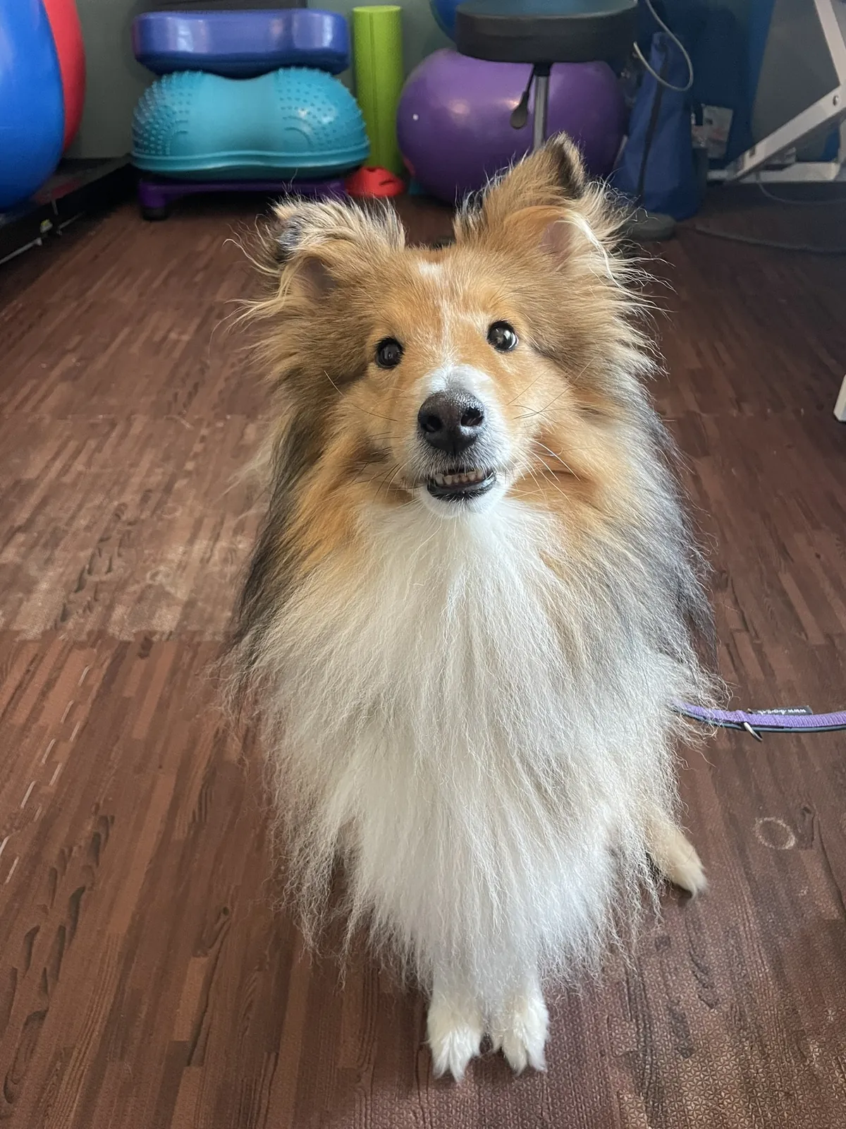 Einblick in die Hundetherapie bei Motus Sana