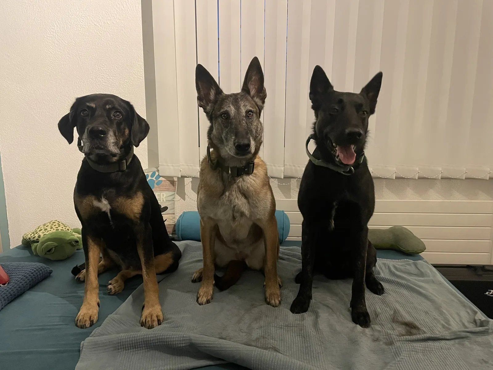 Einblick in die Hundetherapie bei Motus Sana