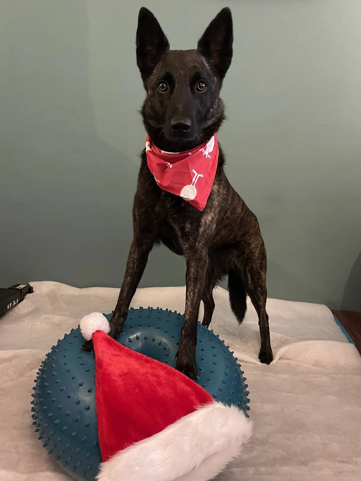 Einblick in die Hundetherapie bei Motus Sana