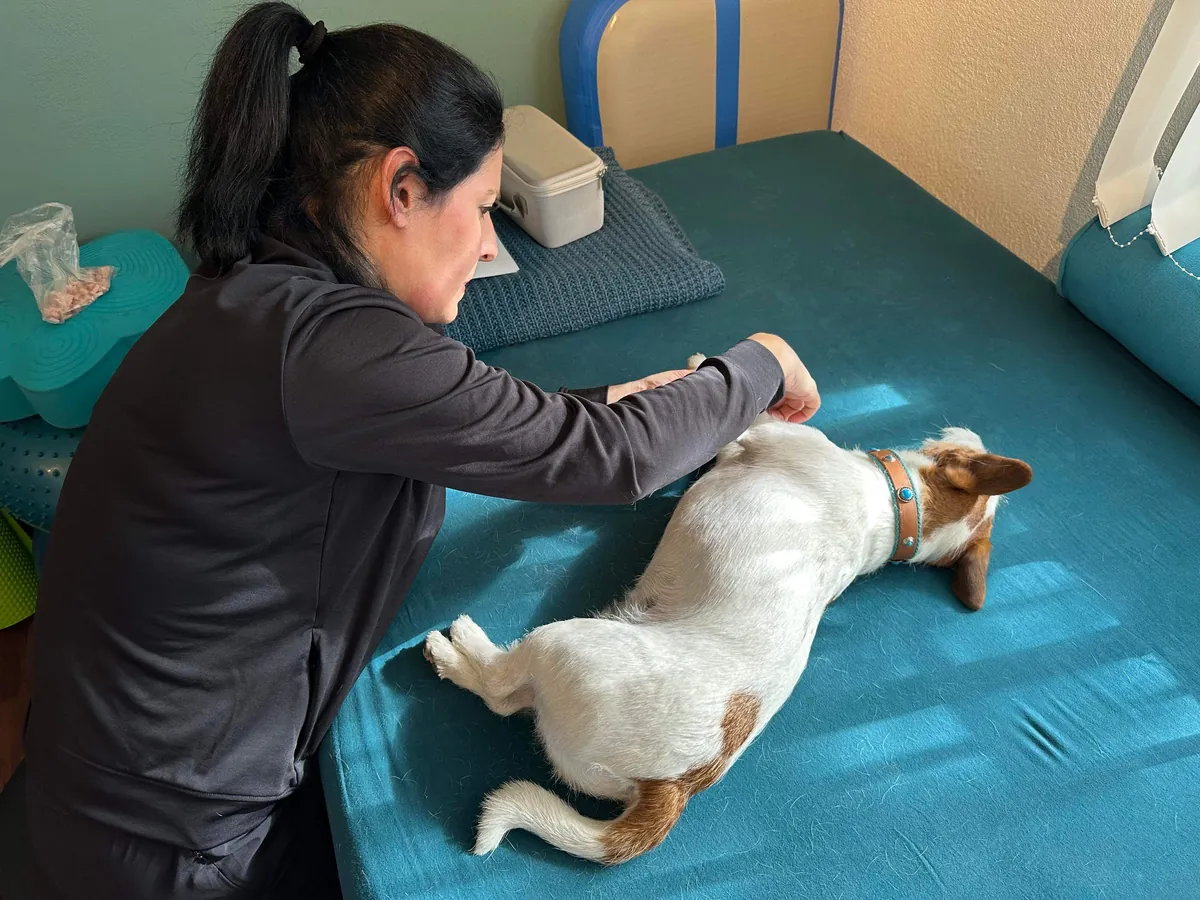 Physiotherapeutische Behandlung eines seitlich liegenden Hundes