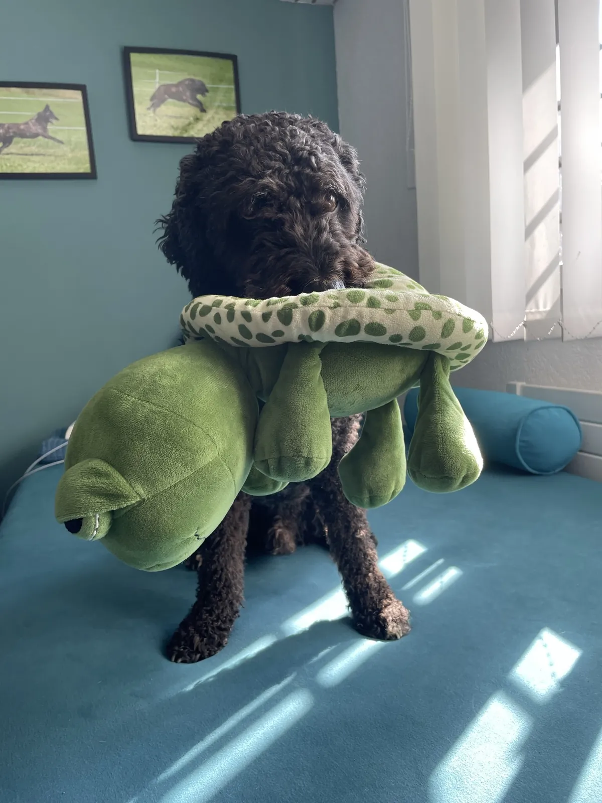 Einblick in die Hundetherapie bei Motus Sana