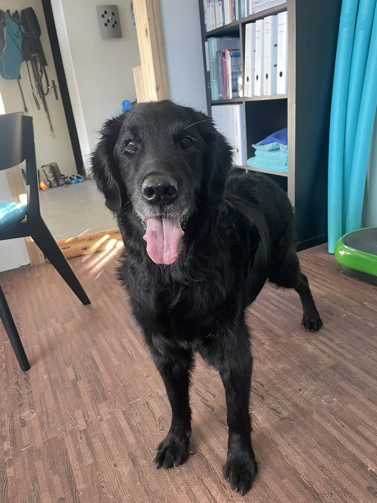 Einblick in die Hundetherapie bei Motus Sana