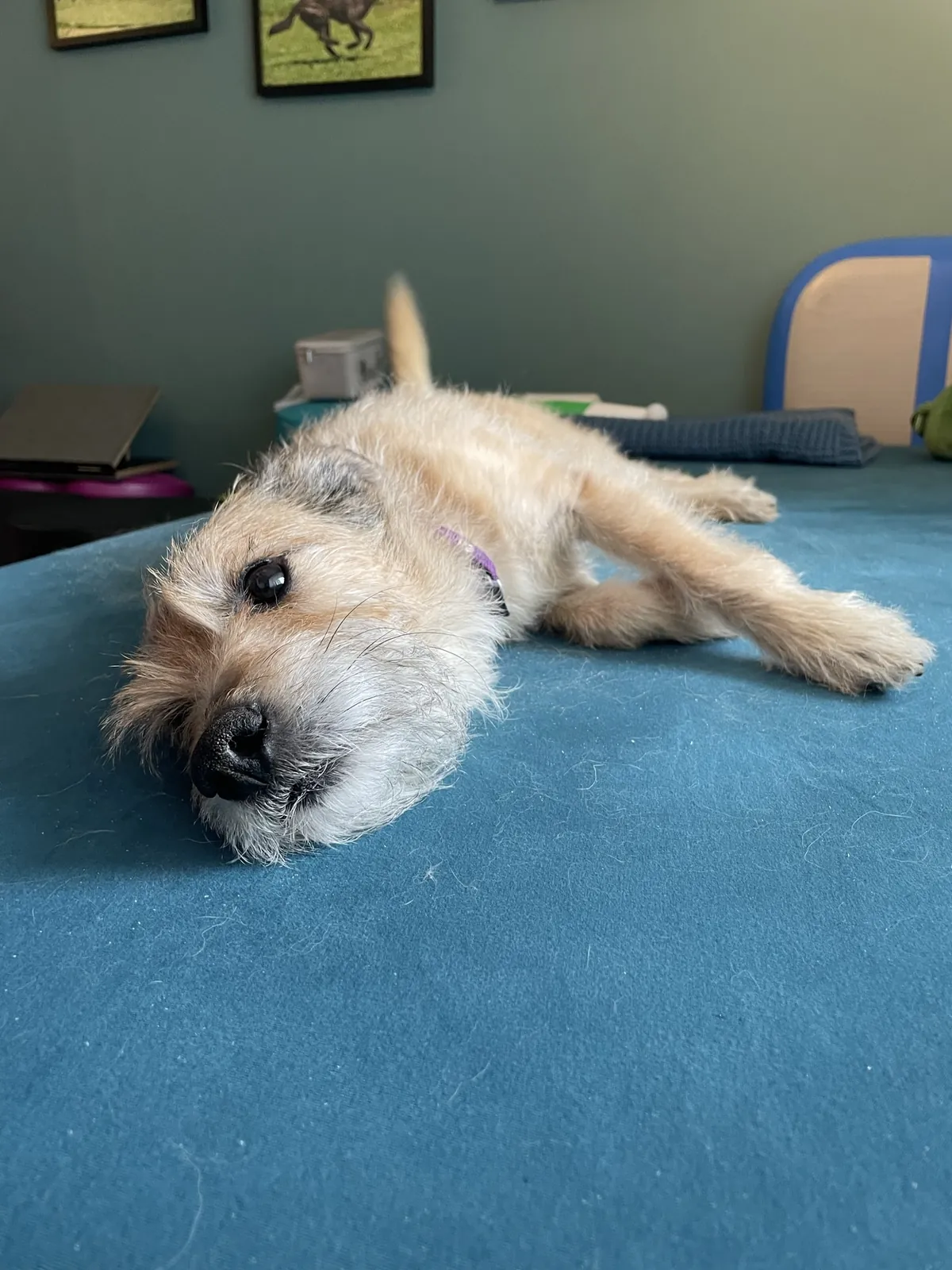 Einblick in die Hundetherapie bei Motus Sana