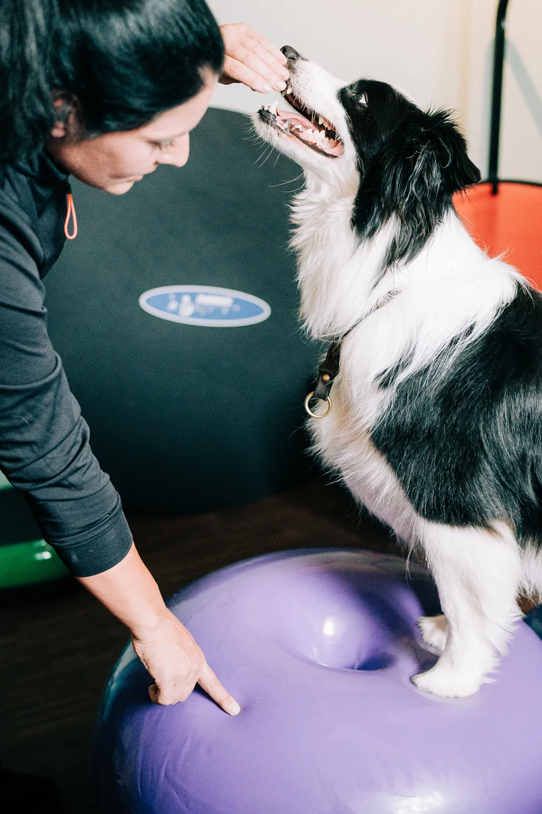 Einblick in die Hundephysiotherapie