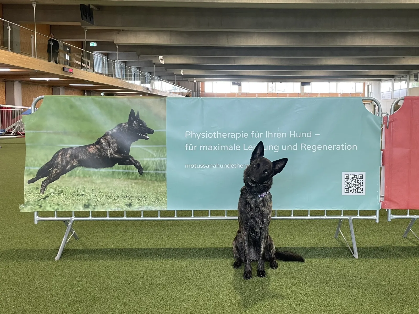 Einblick in die Hundetherapie bei Motus Sana