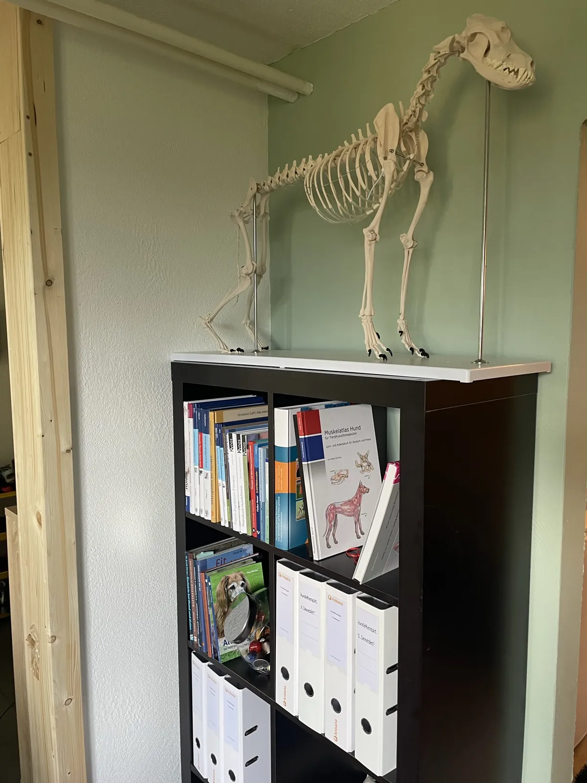 Einblick in die Hundetherapie bei Motus Sana