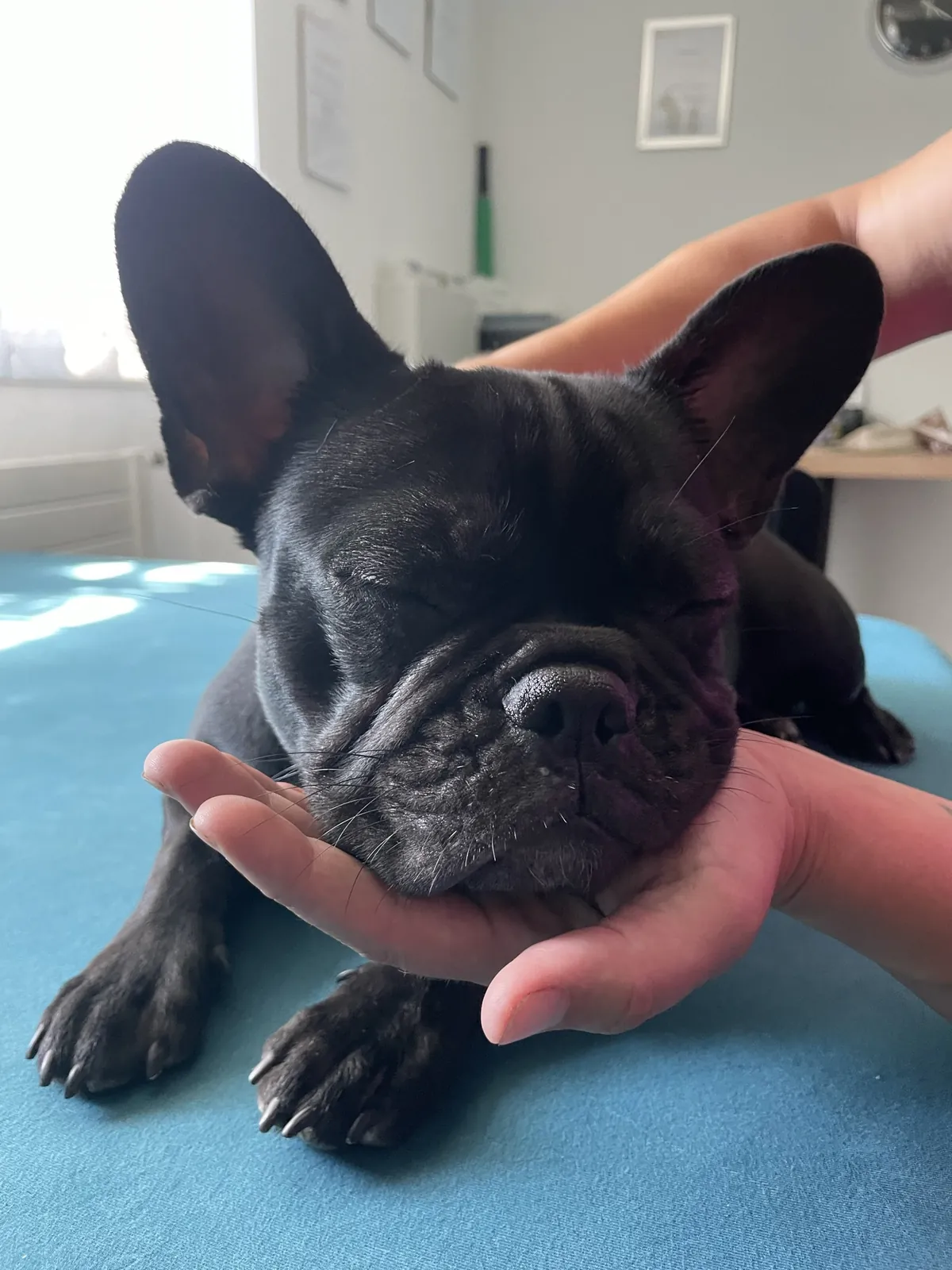 Einblick in die Hundetherapie bei Motus Sana