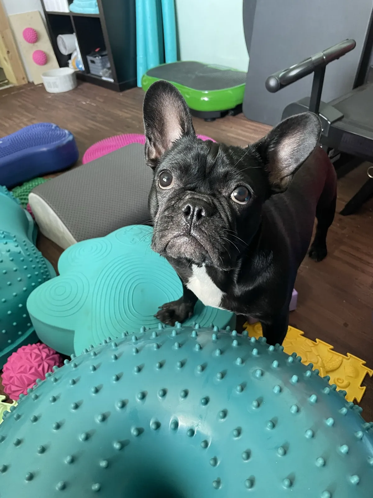 Einblick in die Hundetherapie bei Motus Sana