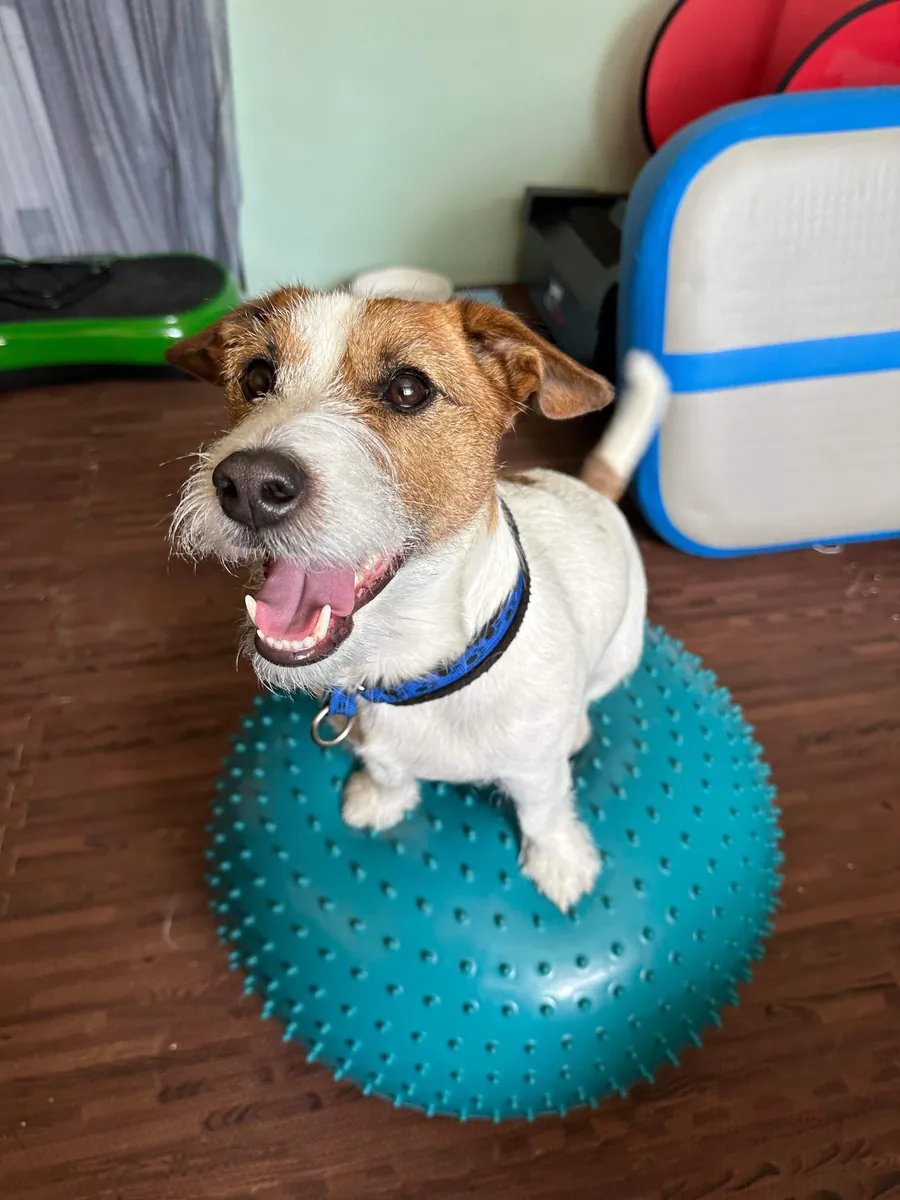 Braun-weisser Hund mit den Vorderpfoten auf einem türkisfarbenen Balancekissen
