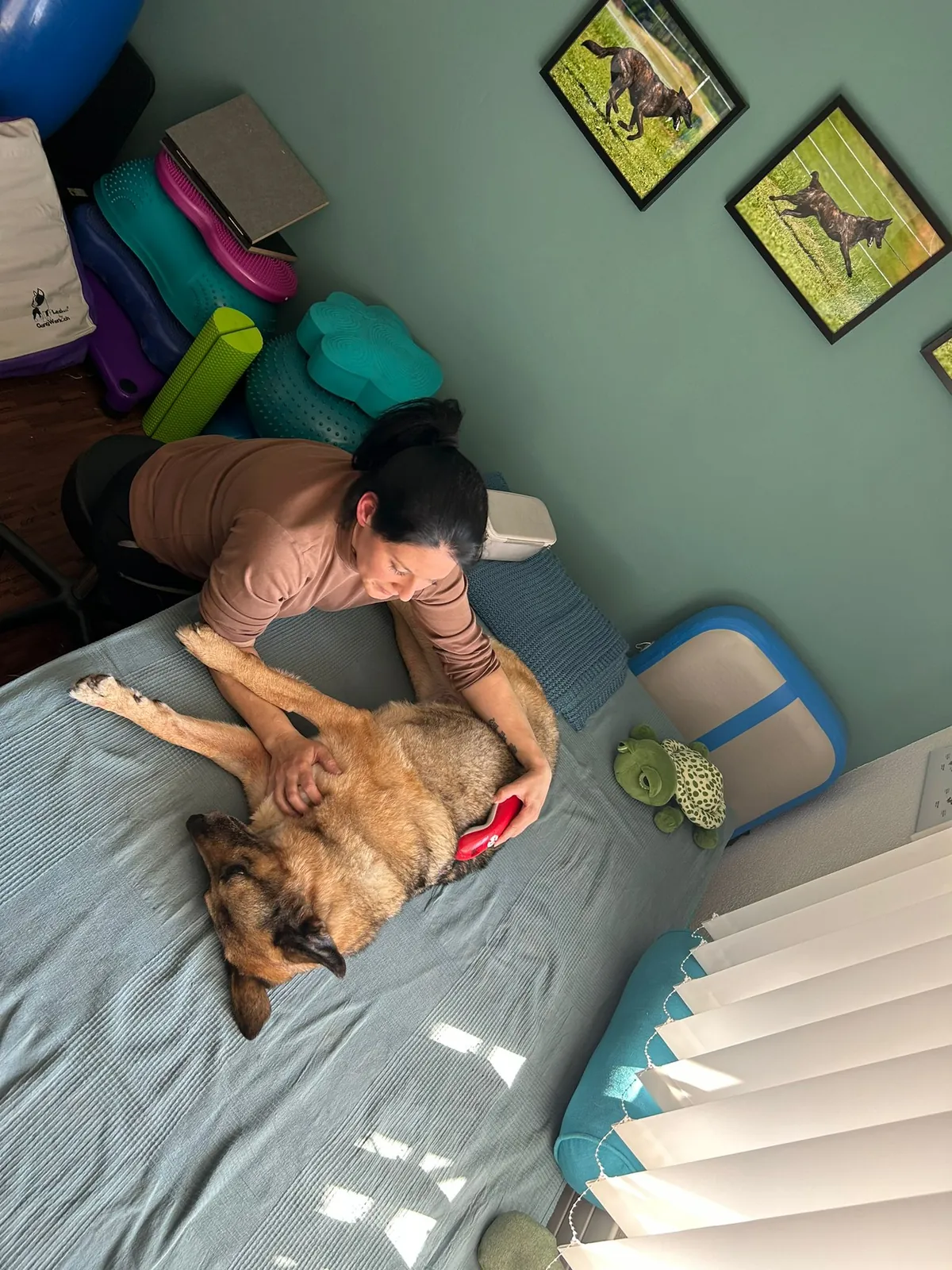 Einblick in die Hundetherapie bei Motus Sana