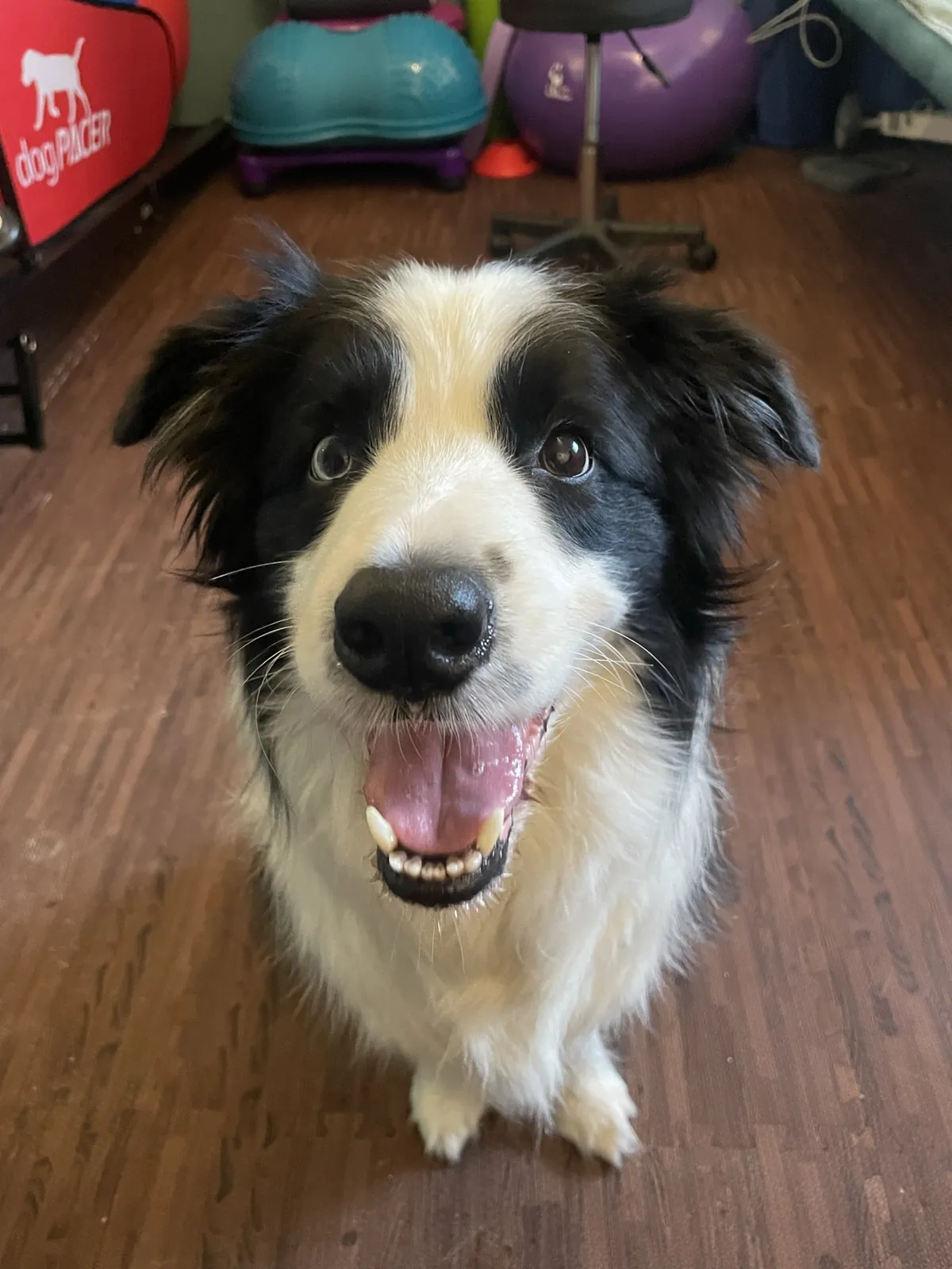 Einblick in die Hundetherapie bei Motus Sana