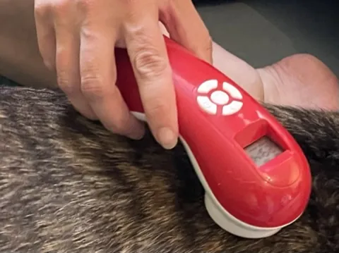 Einblick in die Hundetherapie bei Motus Sana