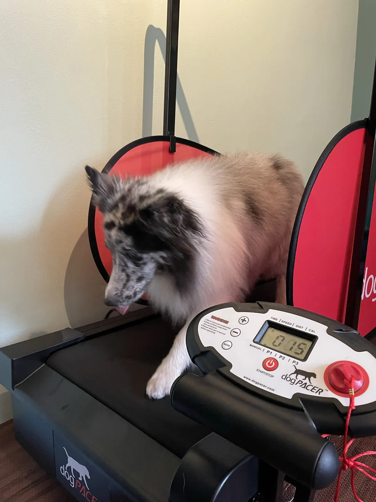 Trainingstherapie und Sport bei Motus Sana