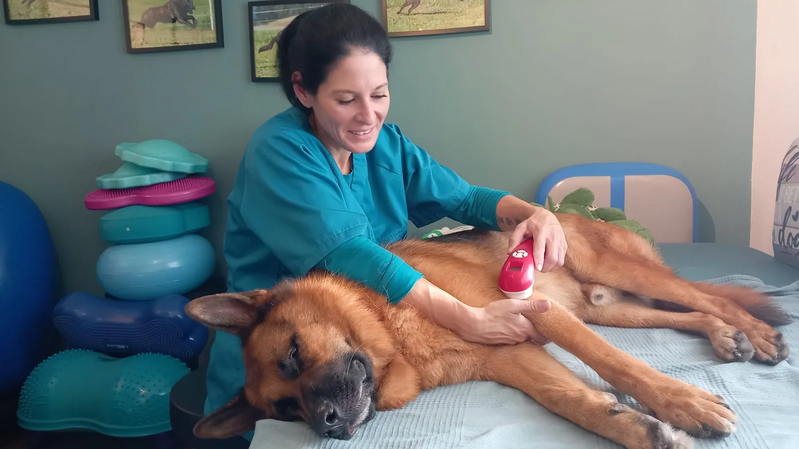Einblick in die Hundephysiotherapie