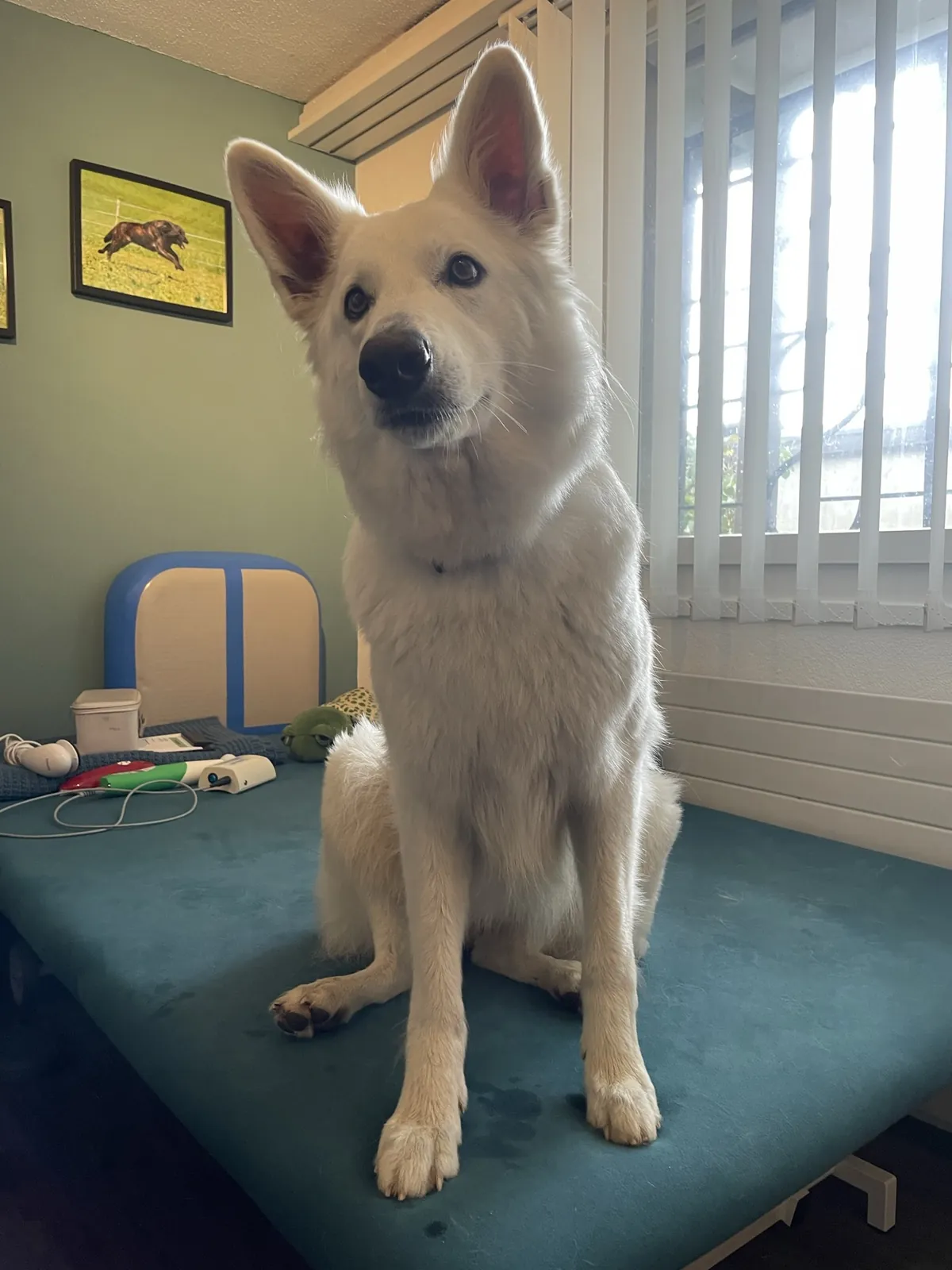 Einblick in die Hundetherapie bei Motus Sana