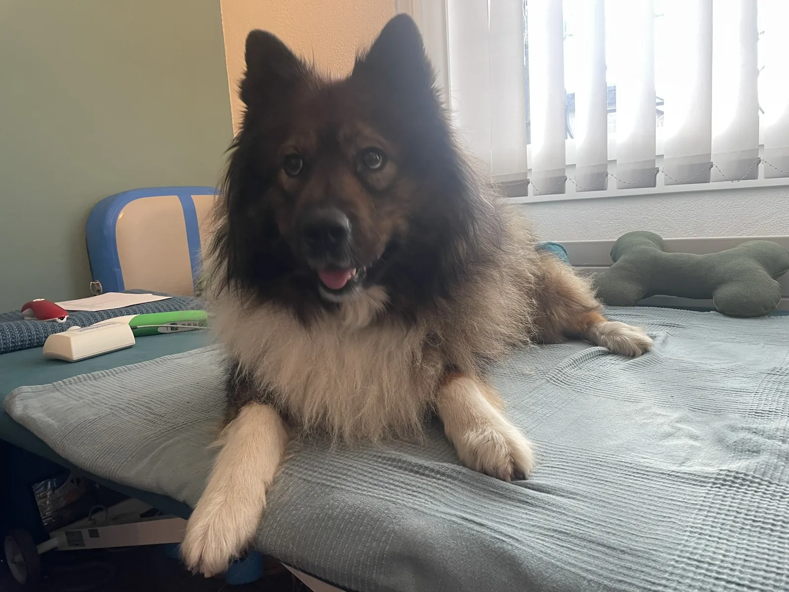 Einblick in die Hundetherapie bei Motus Sana