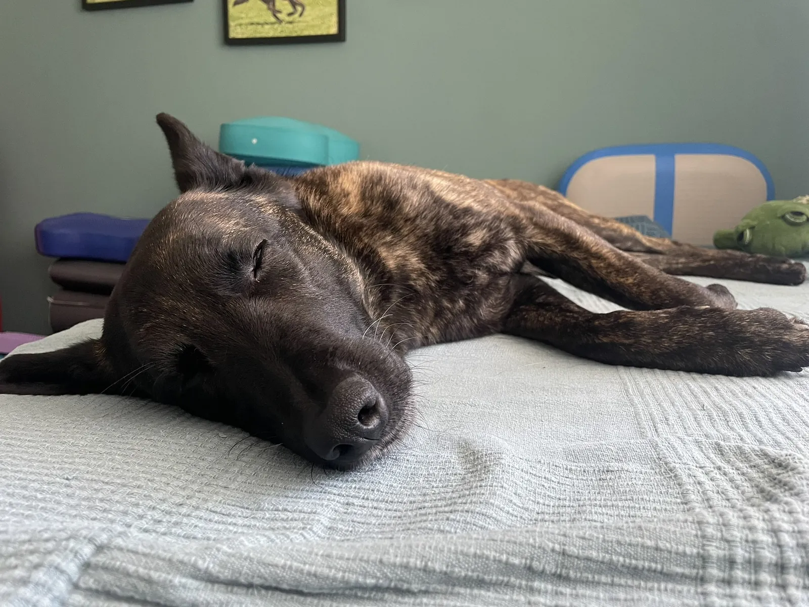 Einblick in die Hundetherapie bei Motus Sana