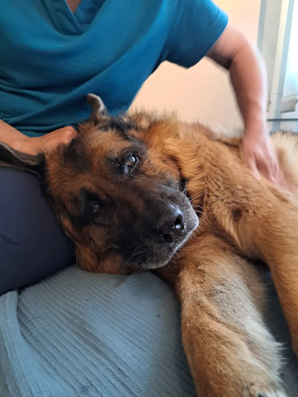 Einblick in die Hundetherapie bei Motus Sana