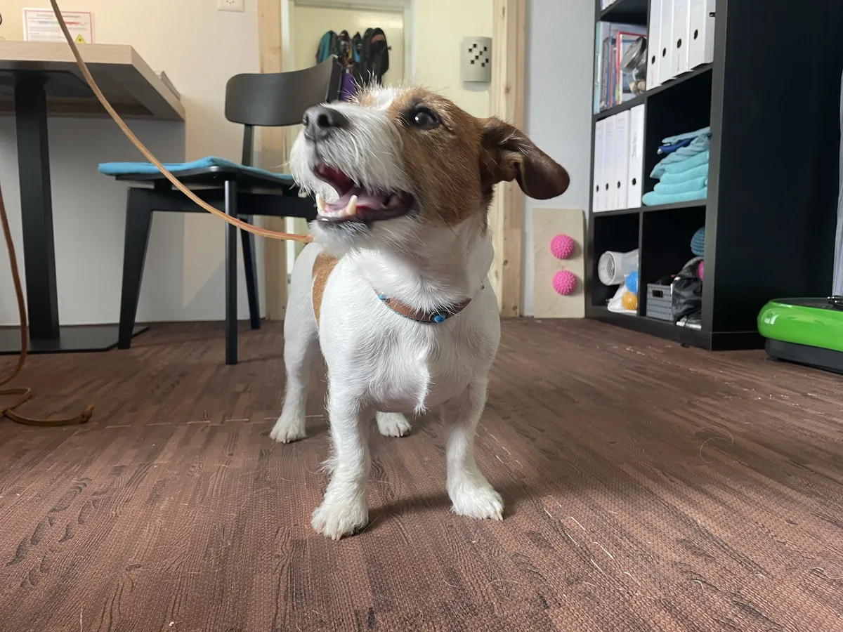 Braun-weisser Hund an der Leine im Behandlungsraum