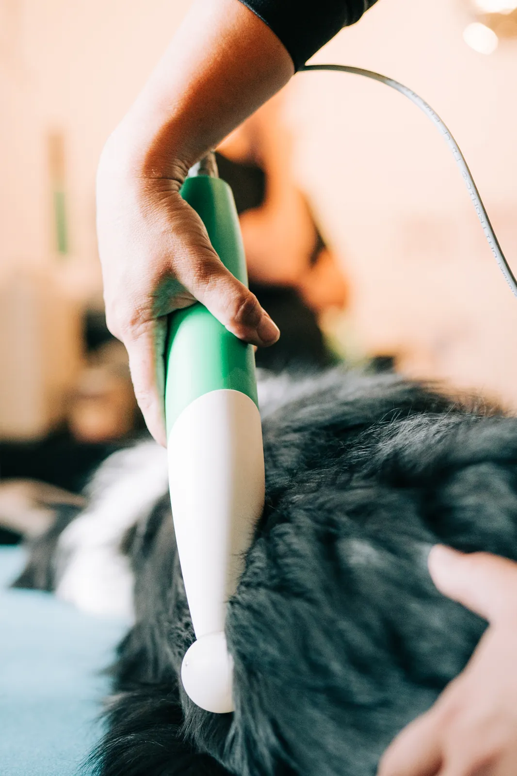 Einblick in die Hundephysiotherapie