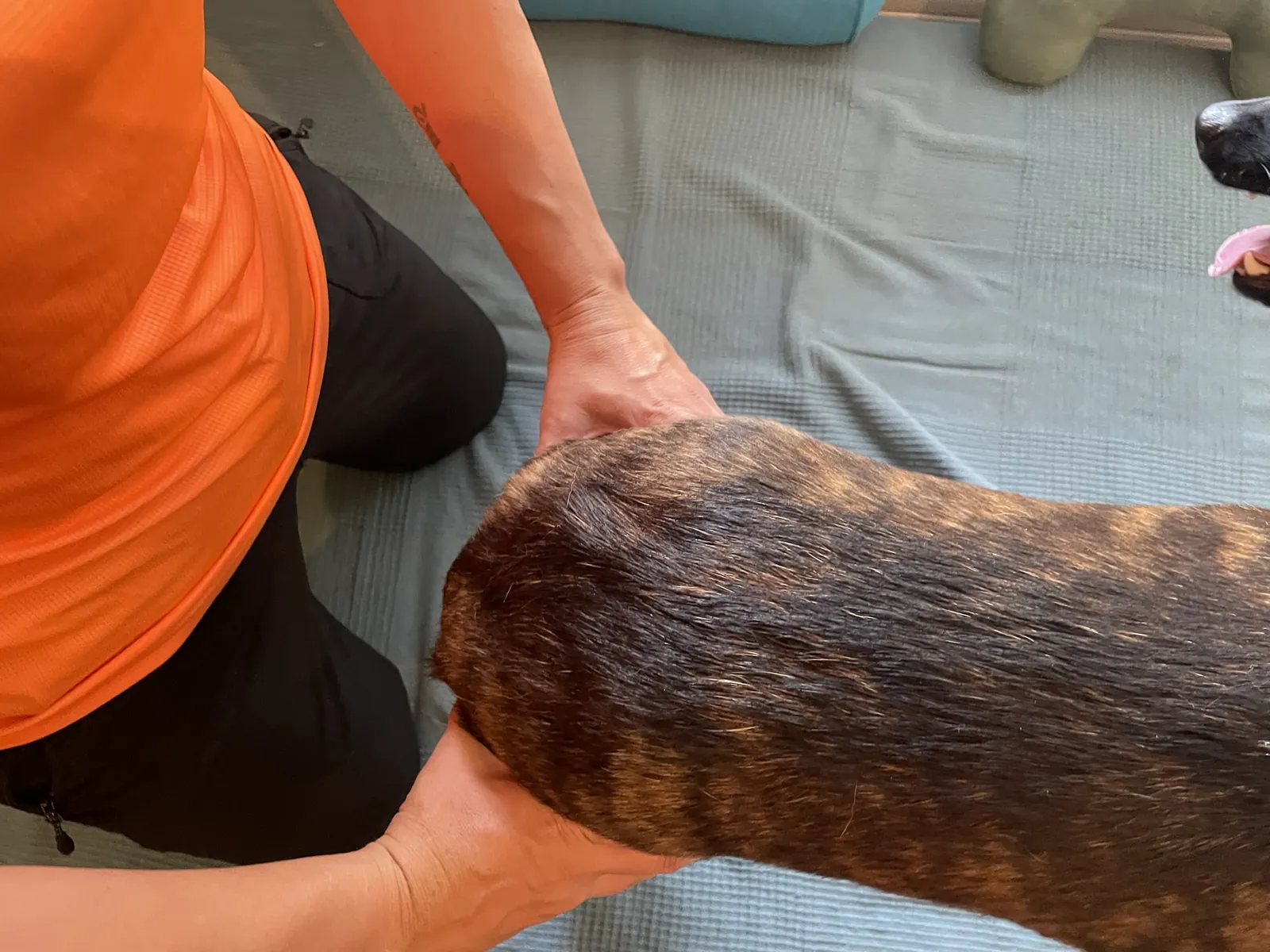 Dorntherapie und Breussmassage bei Motus Sana