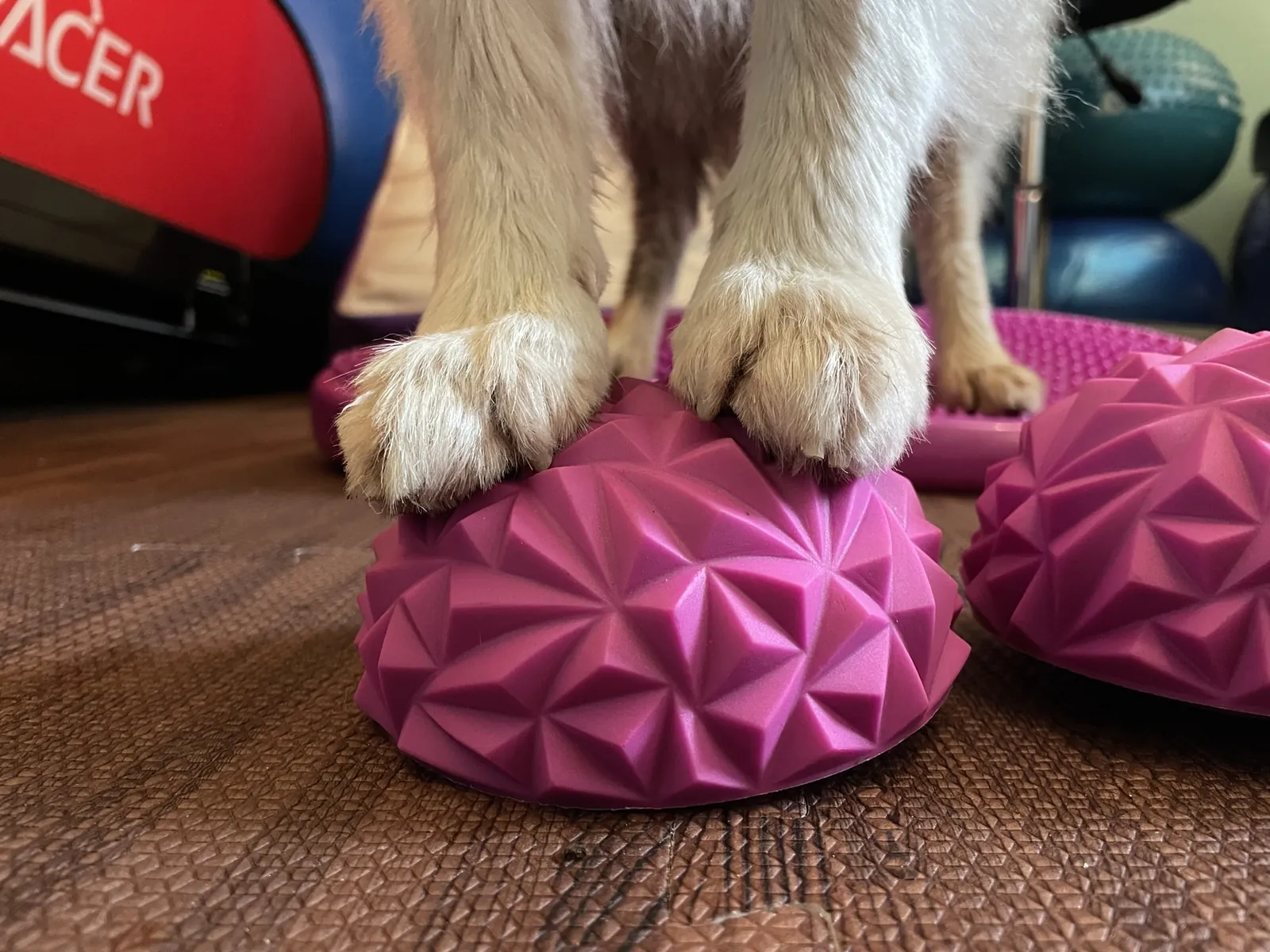 Einblick in die Hundetherapie bei Motus Sana