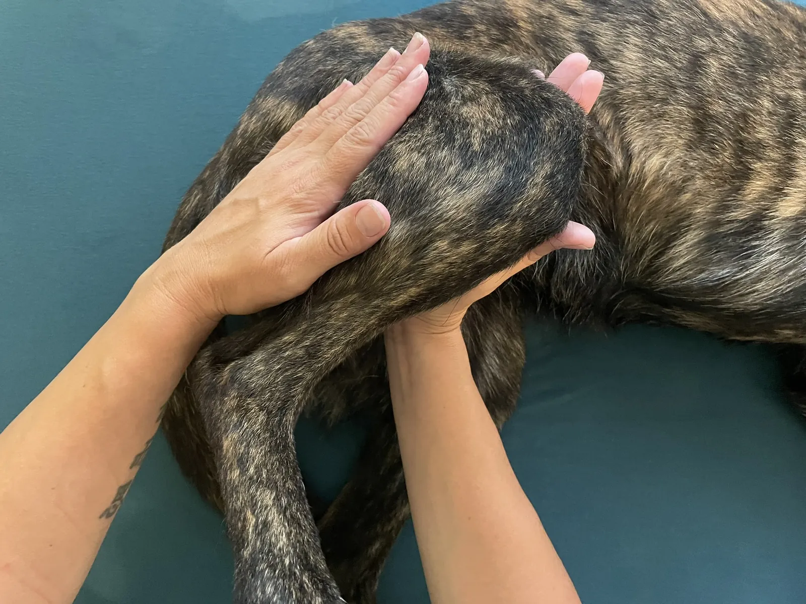 Therapeutische und klassische Massage bei Motus Sana