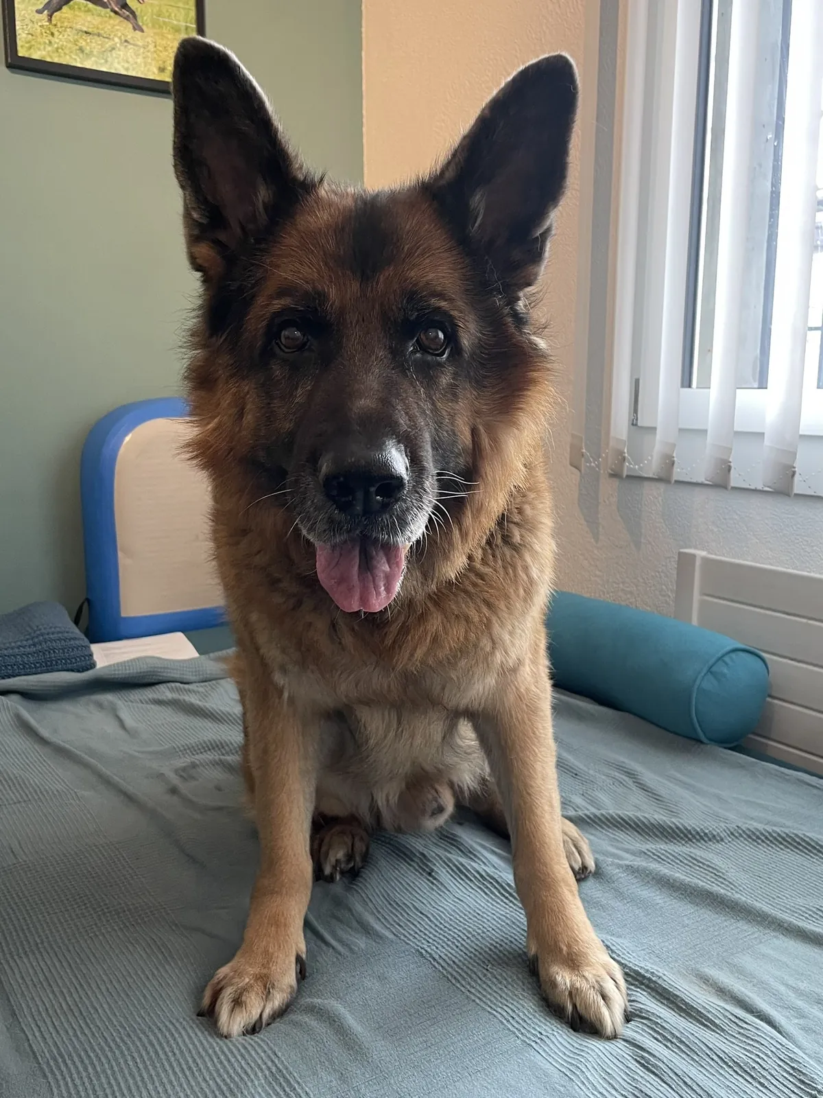 Einblick in die Hundetherapie bei Motus Sana