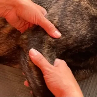 Manuelle Therapie bei Motus Sana